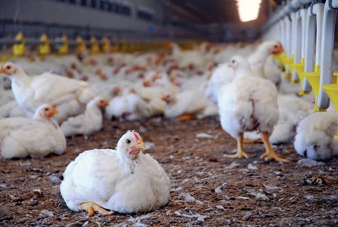 EXPERIENCE ALONE IS NOT ENOUGH IN POULTRY BUSINESS